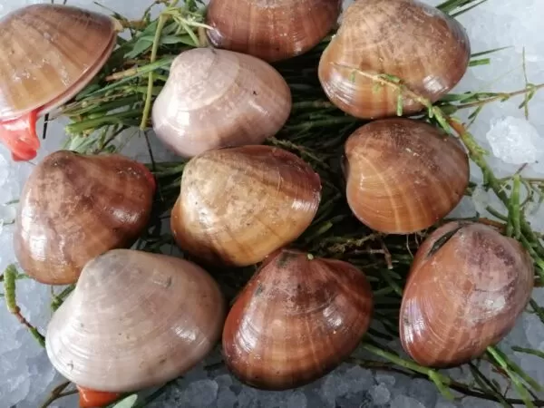 CLAMS