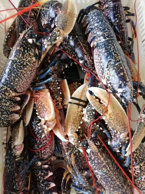 HOMARD