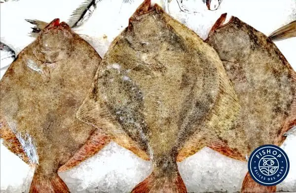 TURBOT