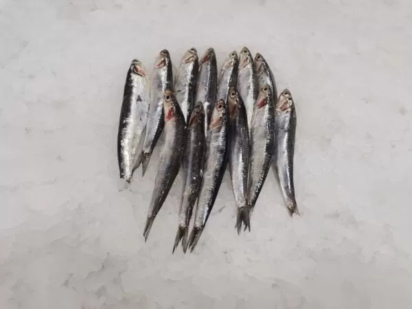 ANCHOIS
