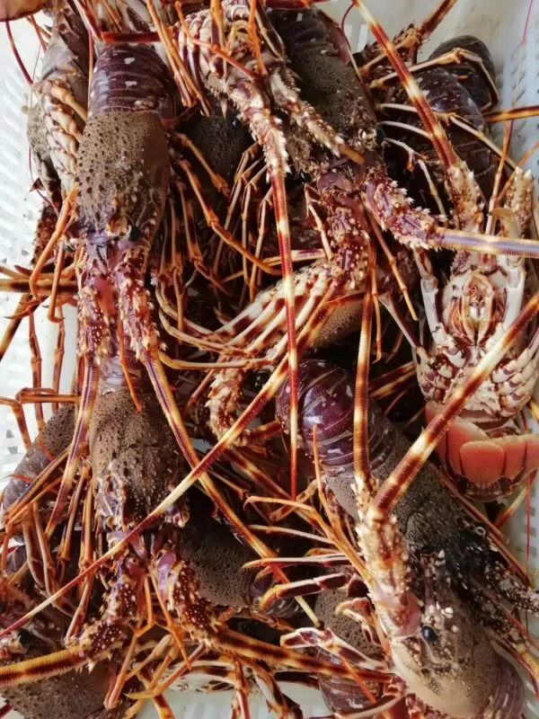 LANGOUSTE ROUGE