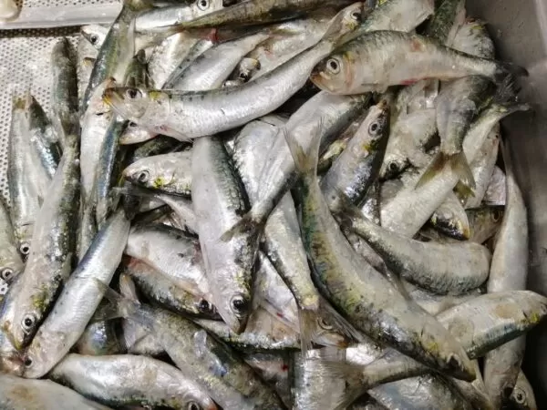 SARDINE
