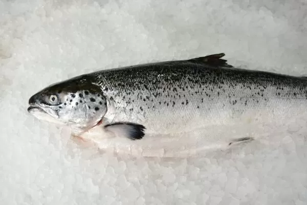 SAUMON FRAIS 4/5